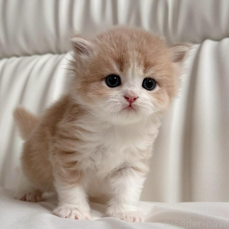 販売中の福岡県のスコティッシュフォールド-139523の6枚目