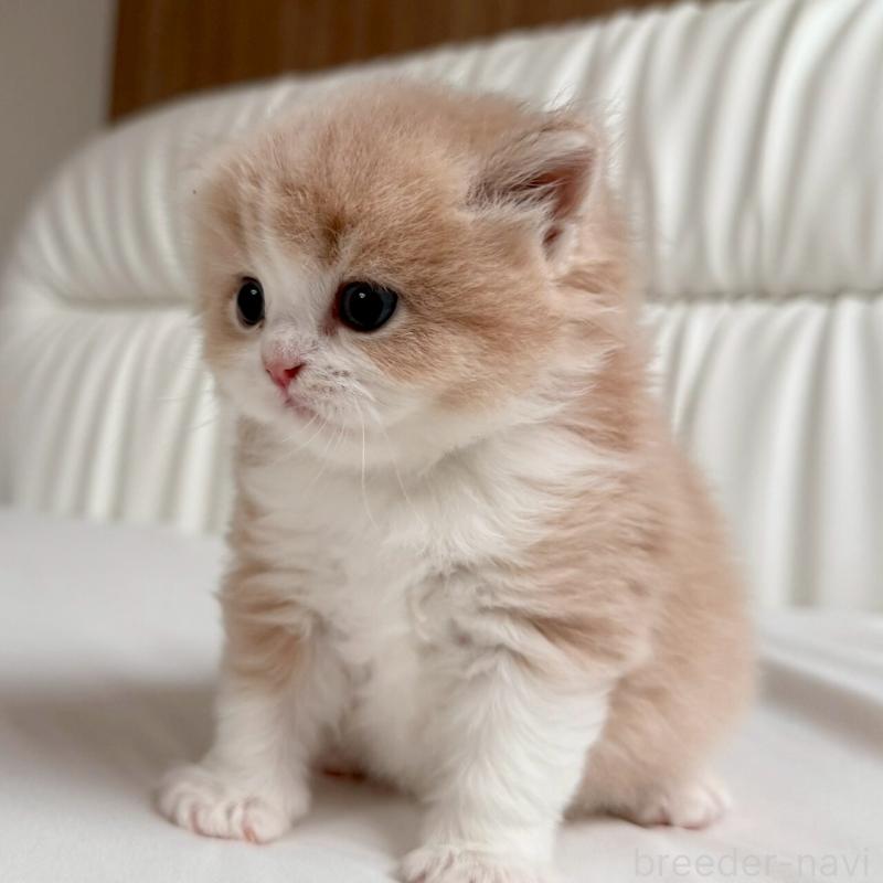 販売中の福岡県のスコティッシュフォールド-139523の4枚目