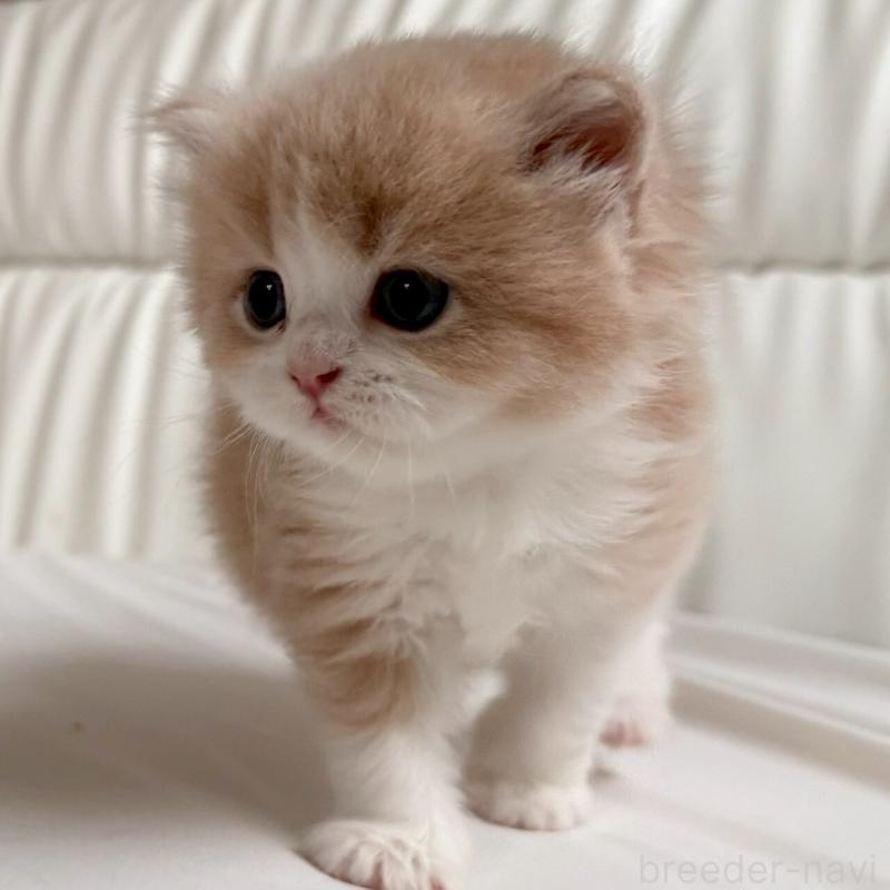 販売中の福岡県のスコティッシュフォールド-139523の3枚目