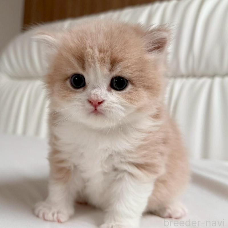 販売中の福岡県のスコティッシュフォールド-139523の2枚目