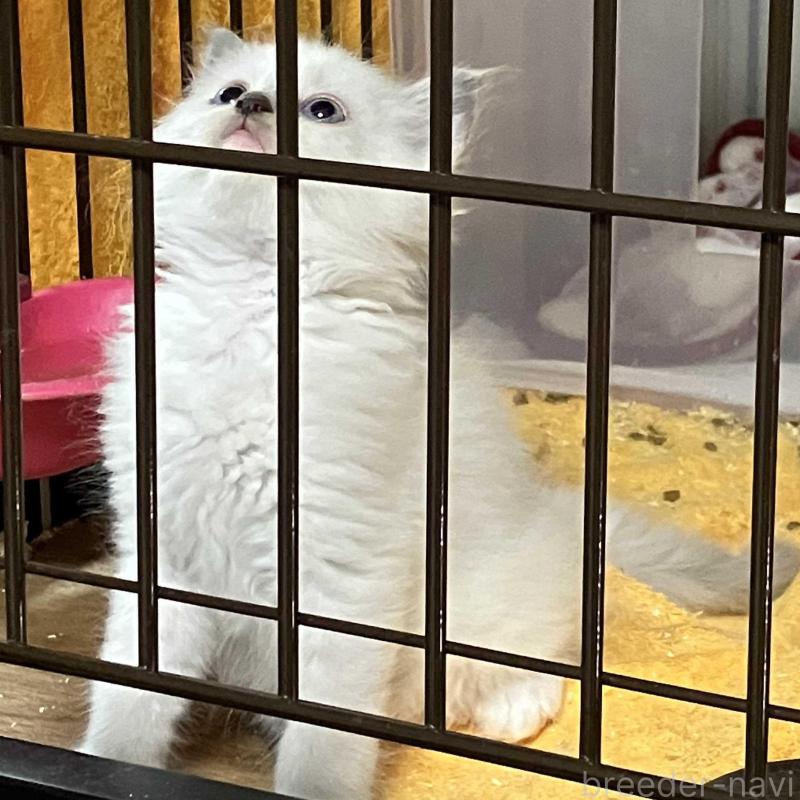 販売中の滋賀県のラグドール-139525の3枚目