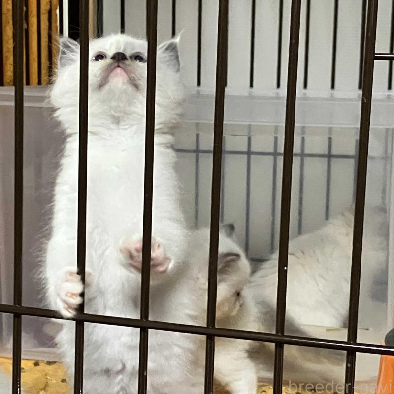 販売中の滋賀県のラグドール-139525の2枚目