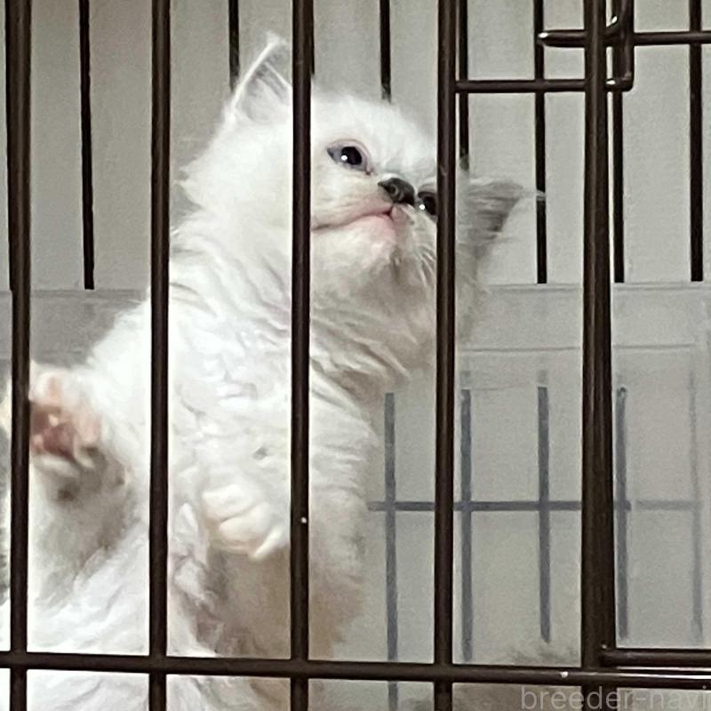 販売中の滋賀県のラグドール-139525の1枚目