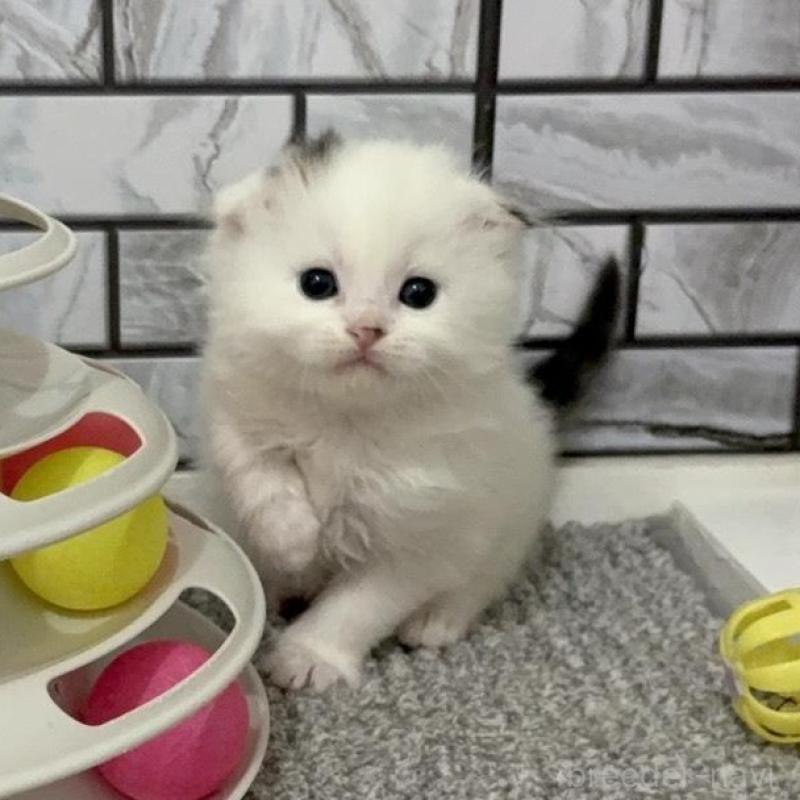 販売中の福岡県のマンチカン-139526