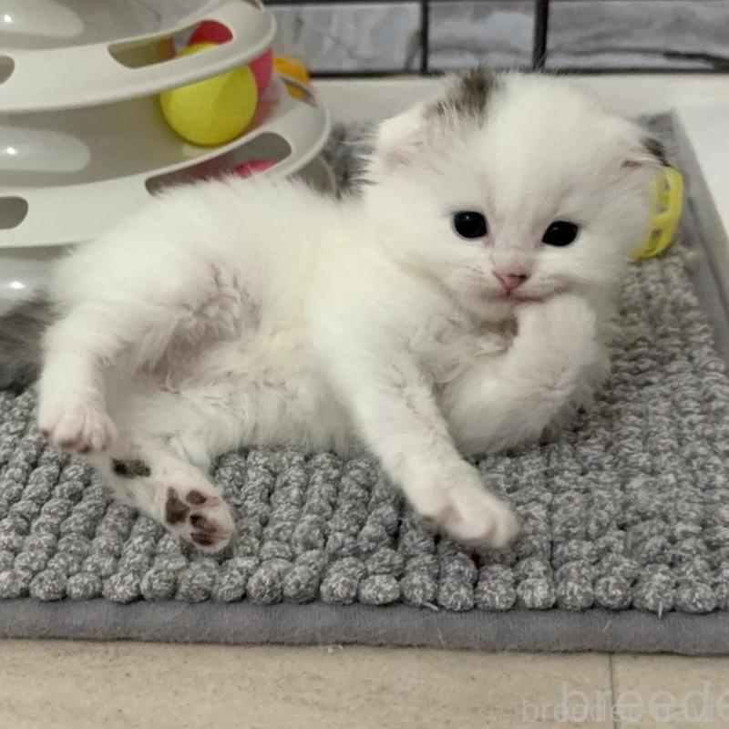 販売中の福岡県のマンチカン-139526の5枚目