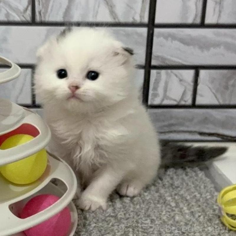 販売中の福岡県のマンチカン-139526の4枚目