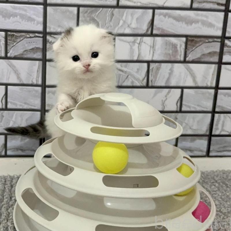 販売中の福岡県のマンチカン-139526の3枚目