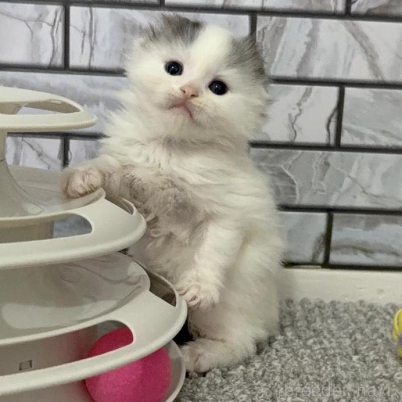 販売中の福岡県のマンチカン-139527の5枚目