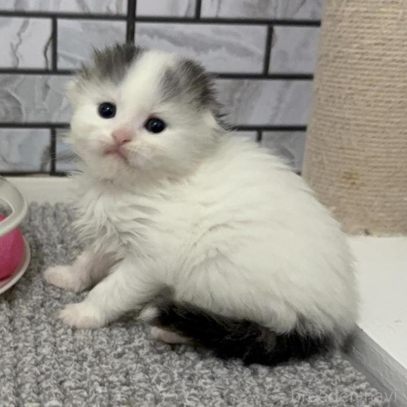 販売中の福岡県のマンチカン-139527の4枚目