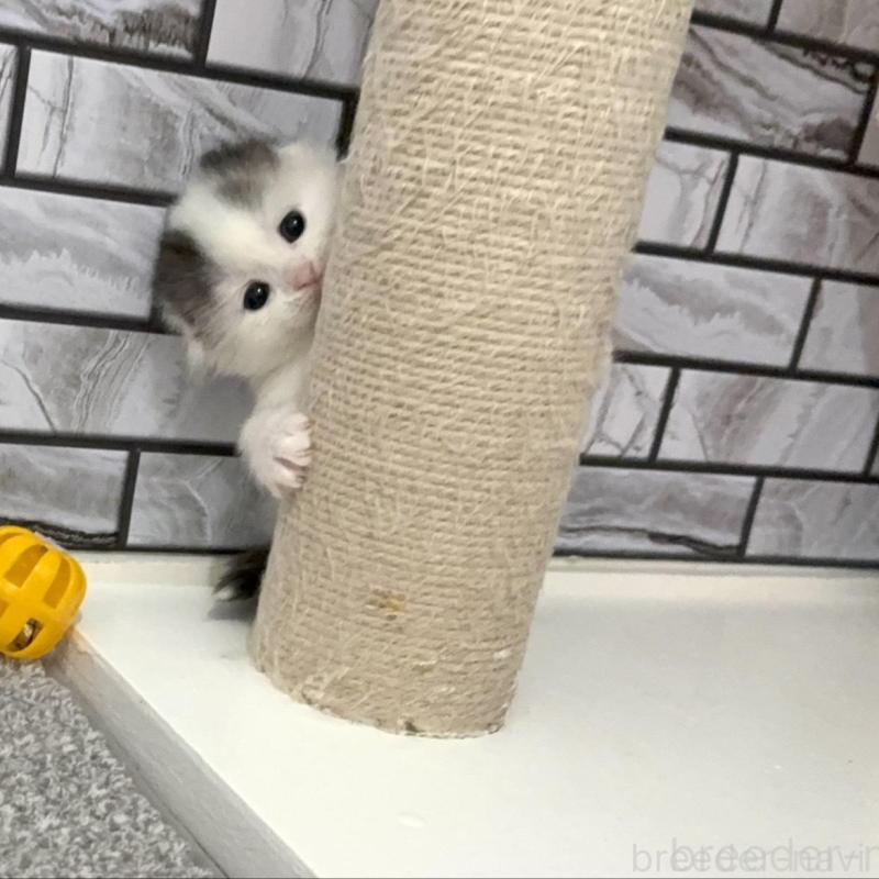 販売中の福岡県のマンチカン-139527の3枚目