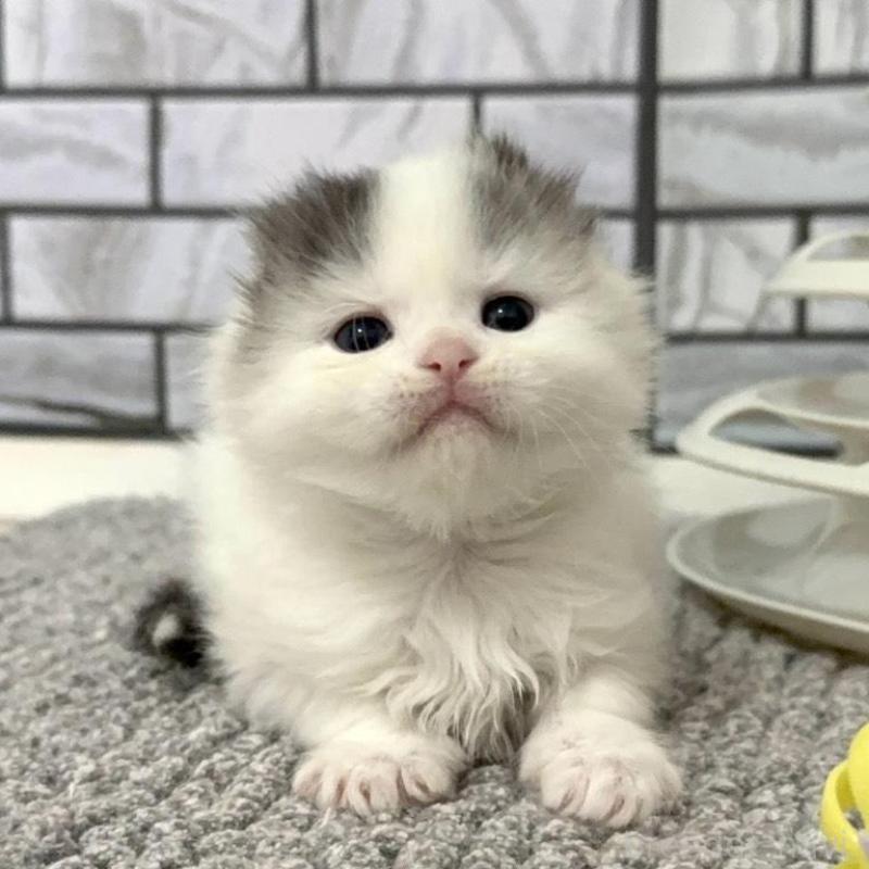 販売中の福岡県のマンチカン-139527