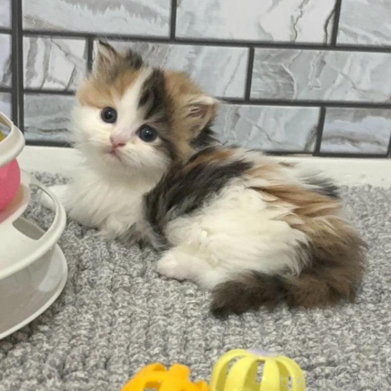 販売中の福岡県のマンチカン(短足)-139528の5枚目