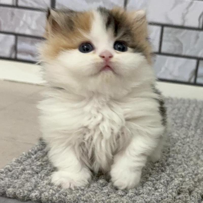 販売中の福岡県のマンチカン(短足)-139528の4枚目