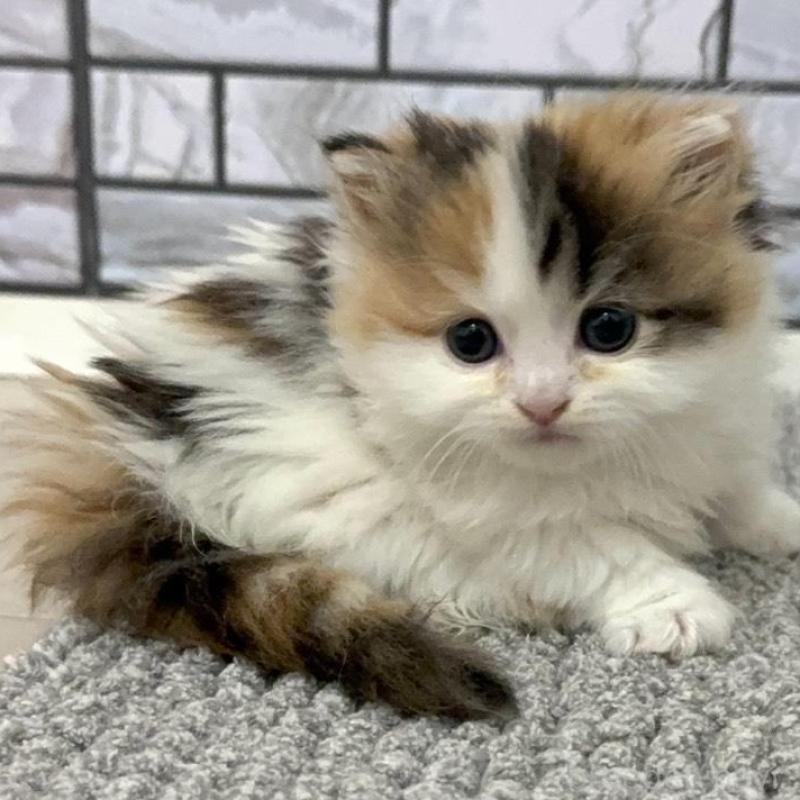 販売中の福岡県のマンチカン(短足)-139528の3枚目