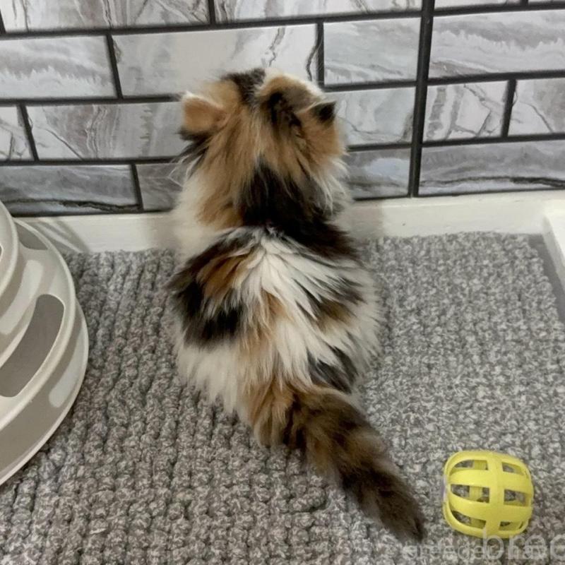 販売中の福岡県のマンチカン(短足)-139528の2枚目