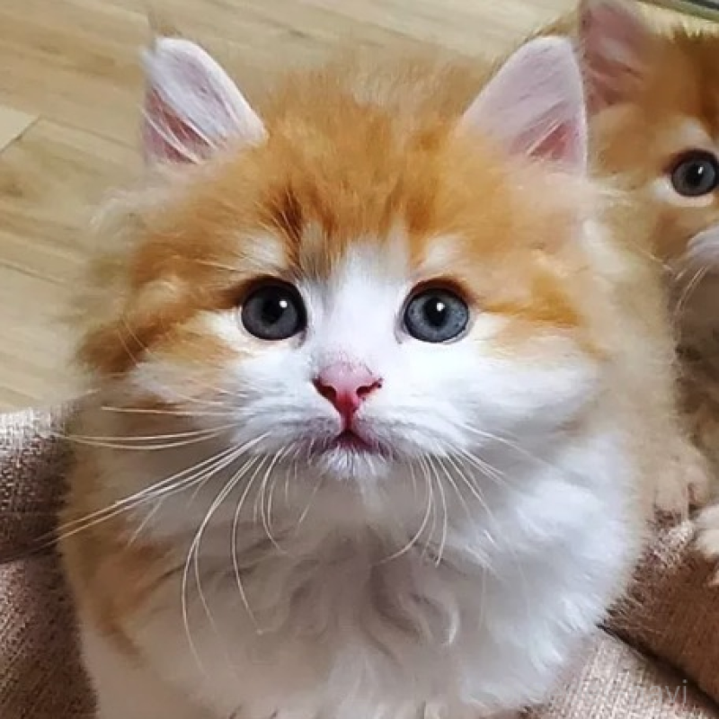 販売中の静岡県のサイベリアン-139529の1枚目