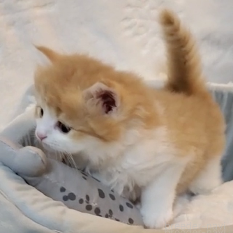 販売中の静岡県のサイベリアン-139529の2枚目