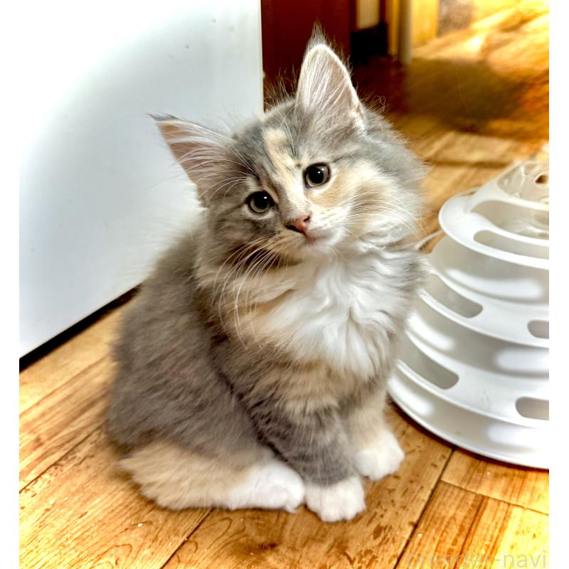 商談中の東京都のノルウェージャンフォレストキャット-137405の5枚目