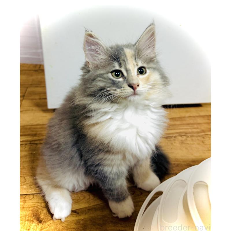 商談中の東京都のノルウェージャンフォレストキャット-137405の4枚目