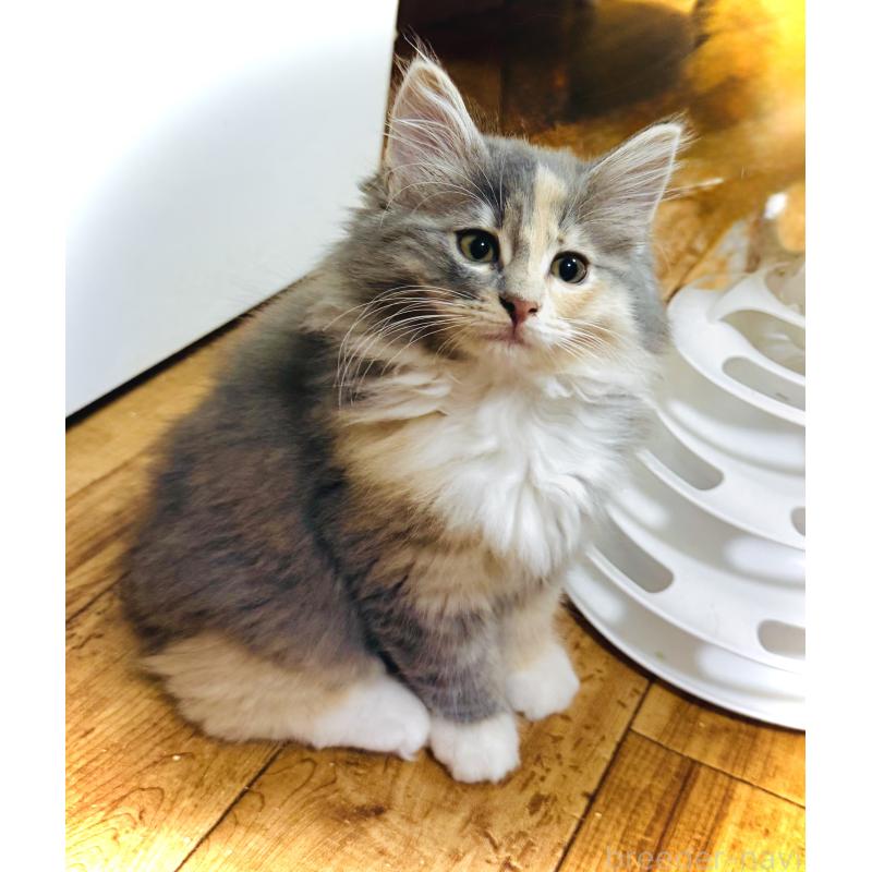 商談中の東京都のノルウェージャンフォレストキャット-137405の3枚目