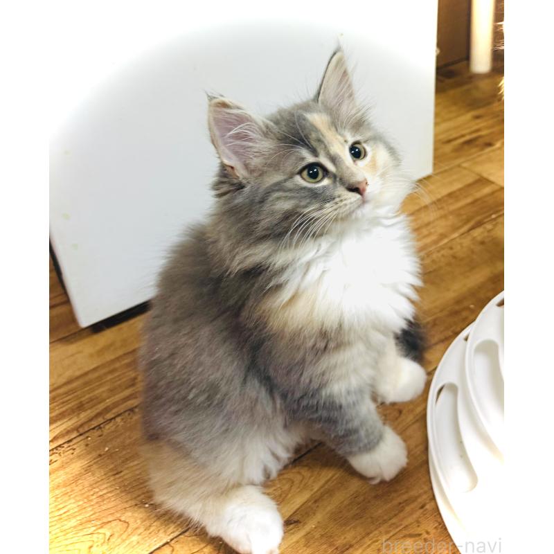 商談中の東京都のノルウェージャンフォレストキャット-137405の2枚目