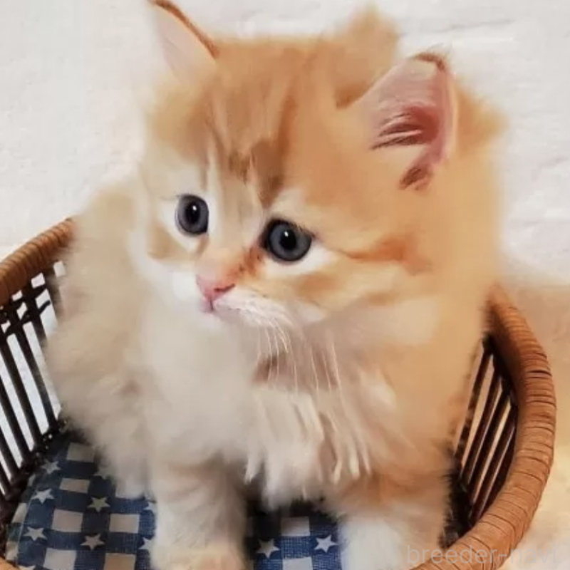 販売中の静岡県のサイベリアン-139530の2枚目