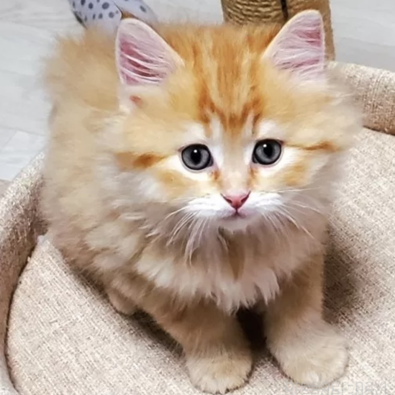 販売中の静岡県のサイベリアン-139530