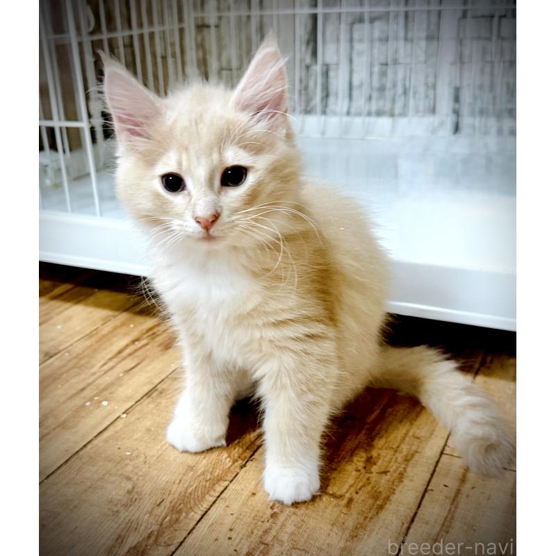 販売中の東京都のノルウェージャンフォレストキャット-137401の2枚目