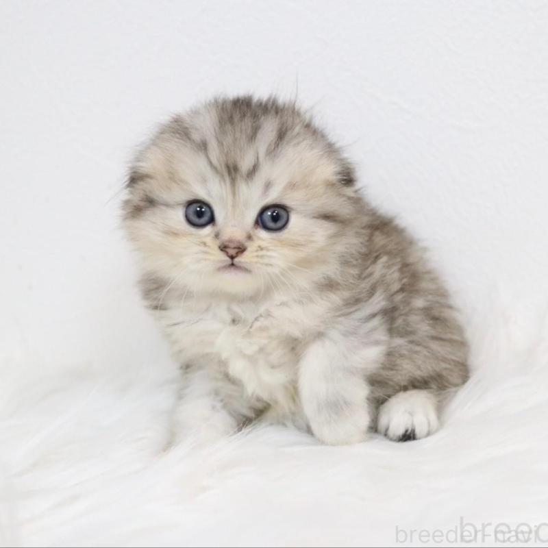 販売中の愛知県のスコティッシュフォールド(折れ耳)-139531の1枚目