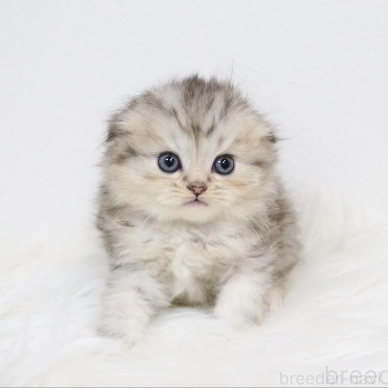 販売中の愛知県のスコティッシュフォールド(折れ耳)-139531の3枚目