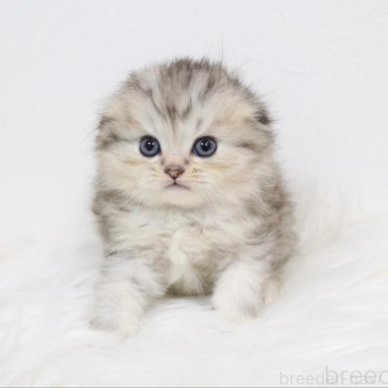 販売中の愛知県のスコティッシュフォールド(折れ耳)-139531の2枚目