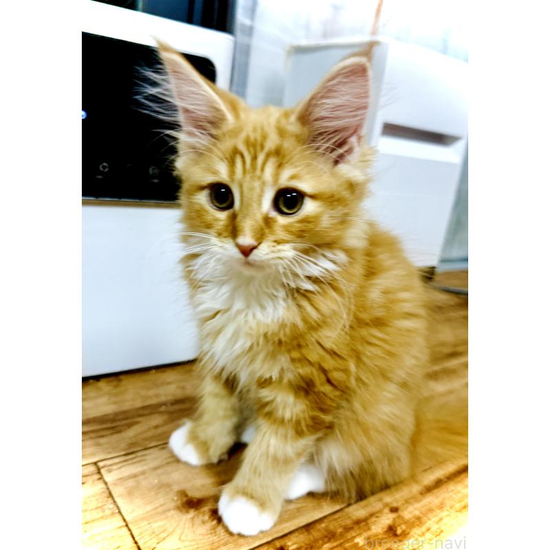 販売中の東京都のノルウェージャンフォレストキャット-136582の2枚目