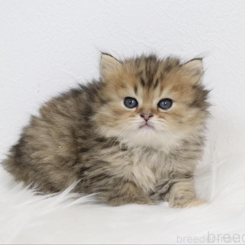 販売中の愛知県のスコティッシュフォールド-139532の3枚目