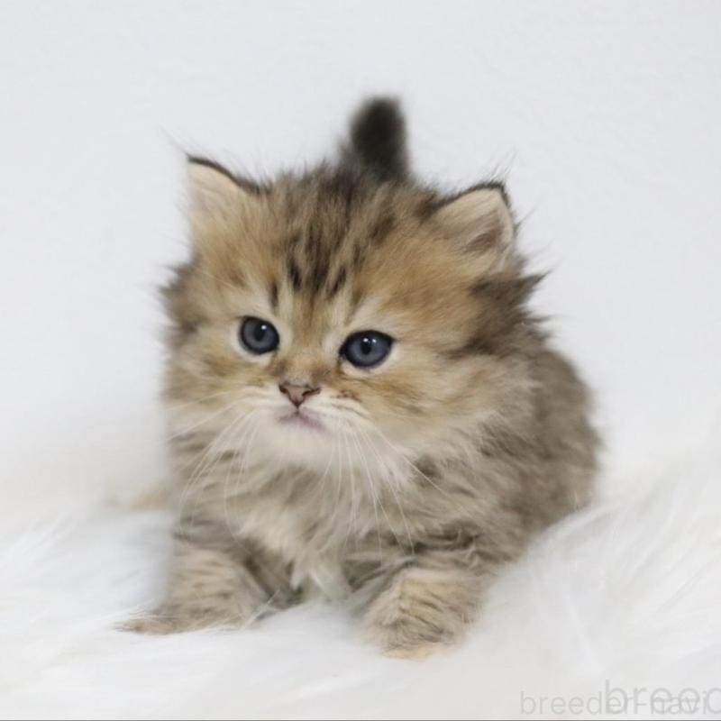 販売中の愛知県のスコティッシュフォールド-139532の2枚目