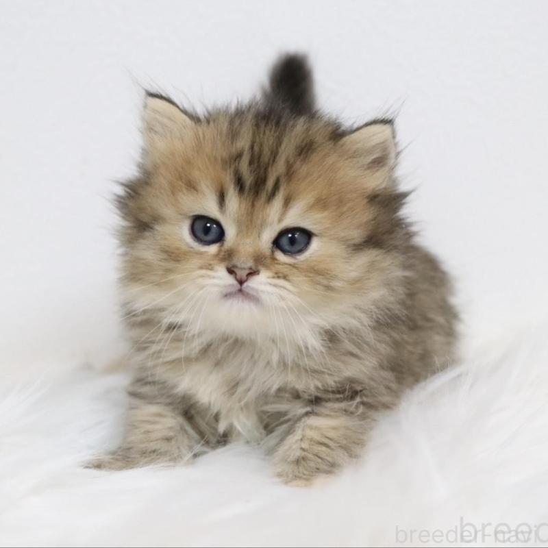 販売中の愛知県のスコティッシュフォールド-139532