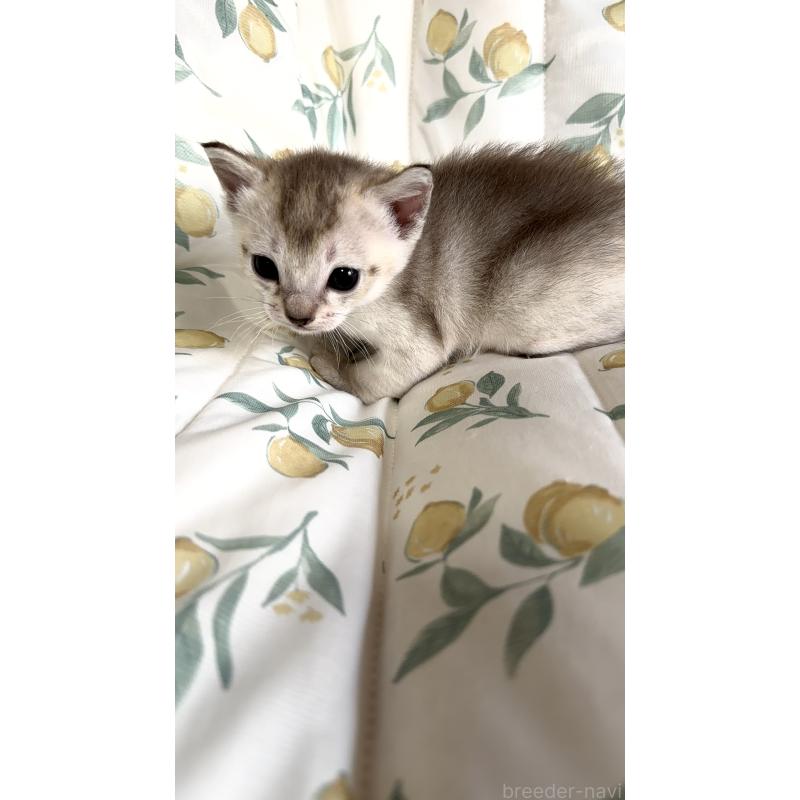 販売中の熊本県のシンガプーラ-139533の7枚目