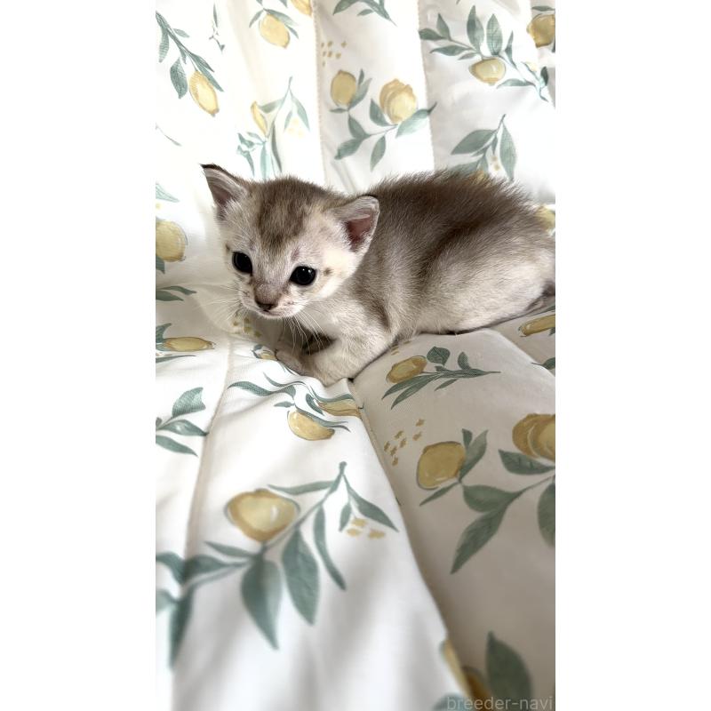 販売中の熊本県のシンガプーラ-139533の6枚目