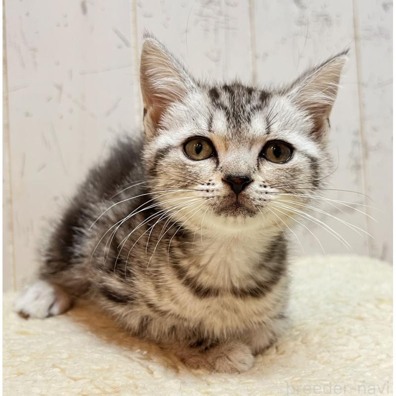 販売中の千葉県のアメリカンショートヘア-138863