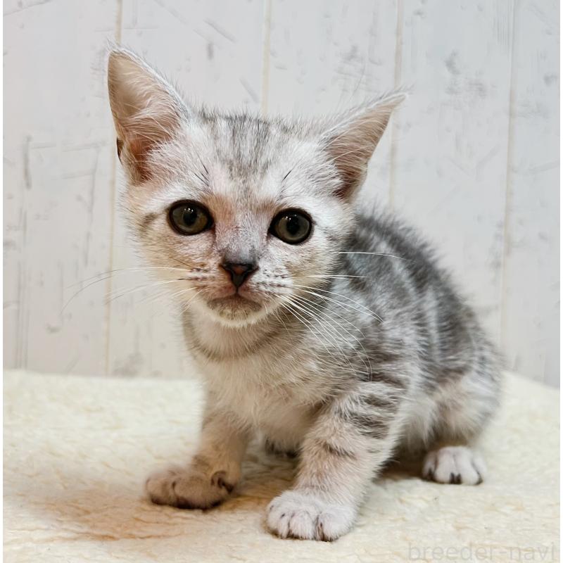 販売中の千葉県のアメリカンショートヘア-139089