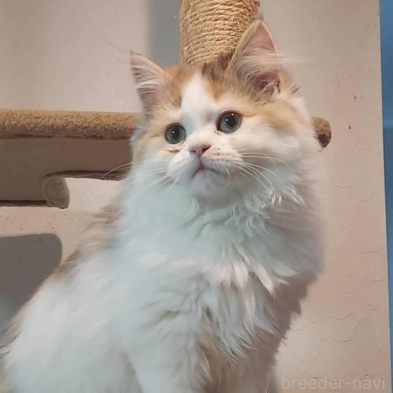 販売中の大分県のミヌエット-139534