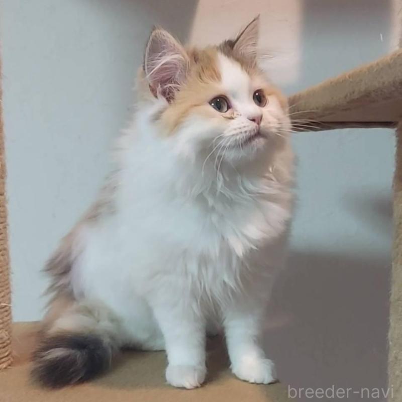 販売中の大分県のミヌエット-139534の4枚目