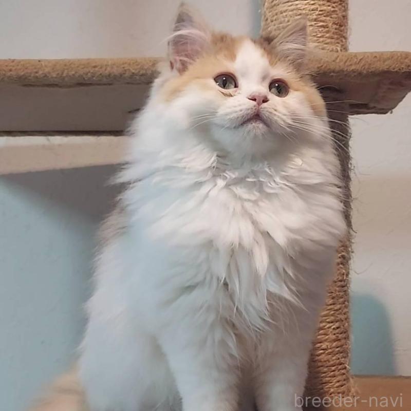 販売中の大分県のミヌエット-139534の3枚目