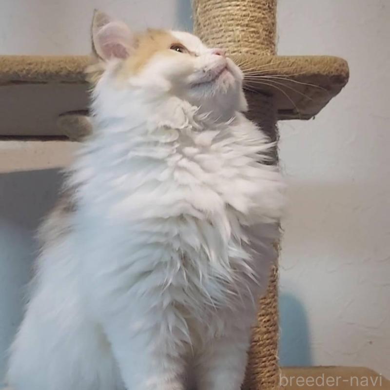 販売中の大分県のミヌエット-139534の2枚目