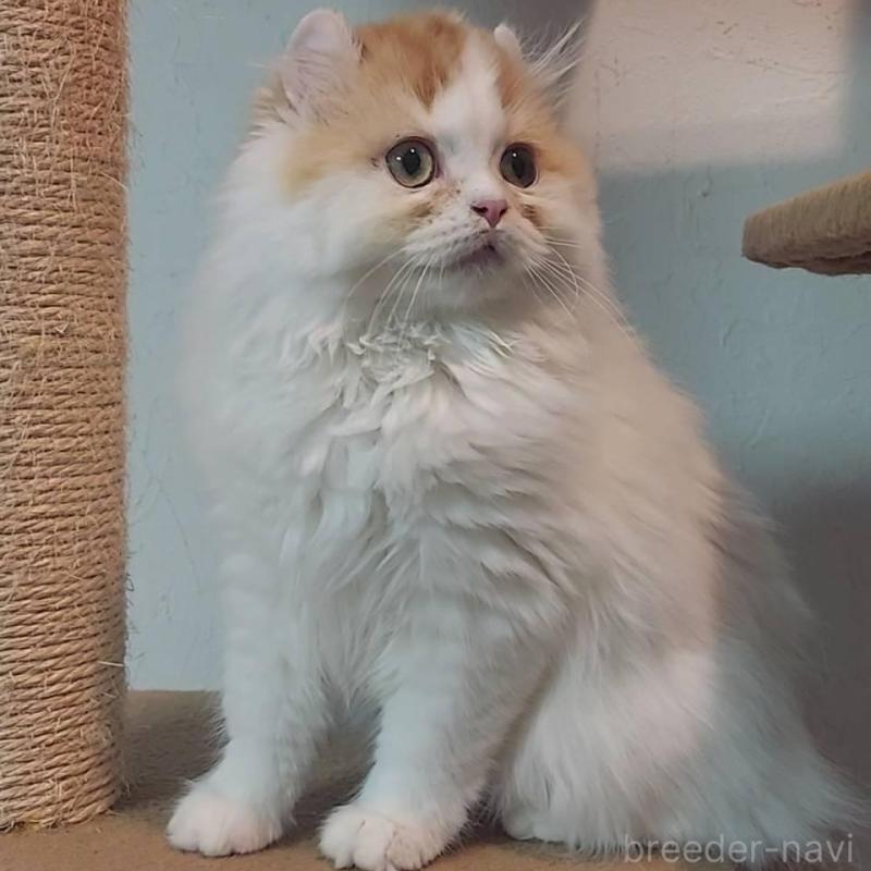 販売中の大分県のミヌエット-139535の4枚目