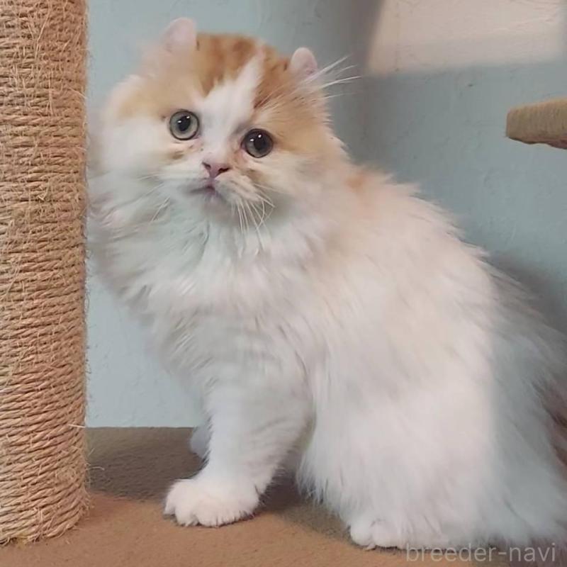 販売中の大分県のミヌエット-139535の1枚目