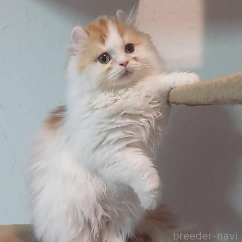 販売中の大分県のミヌエット-139535の3枚目