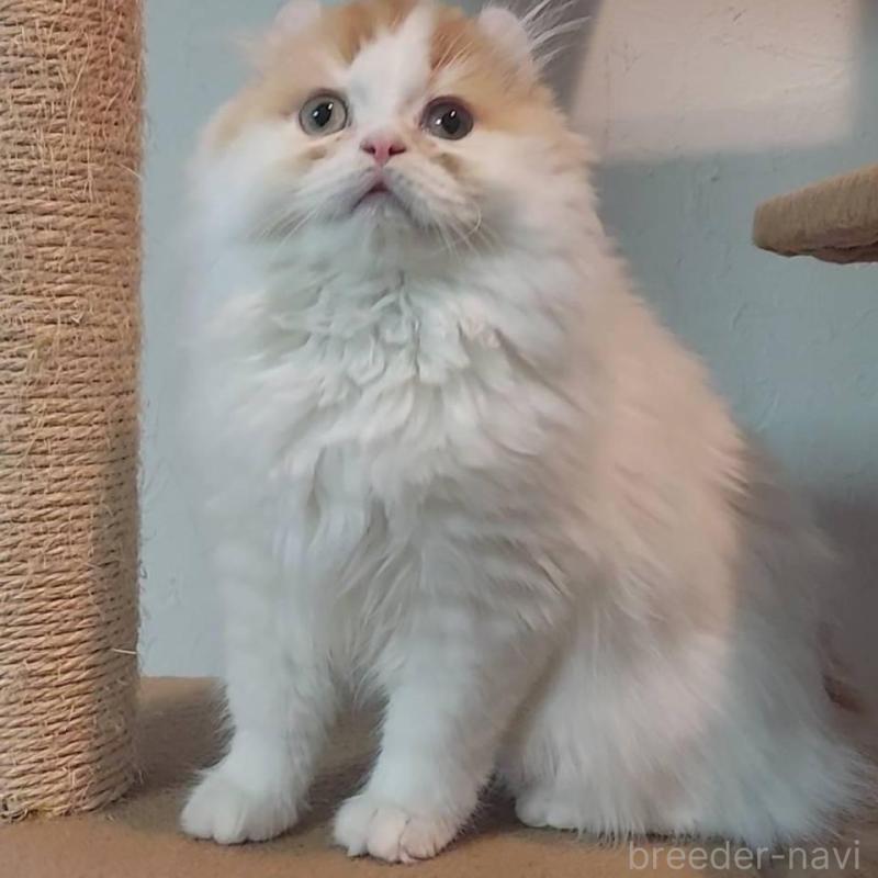 販売中の大分県のミヌエット-139535の2枚目