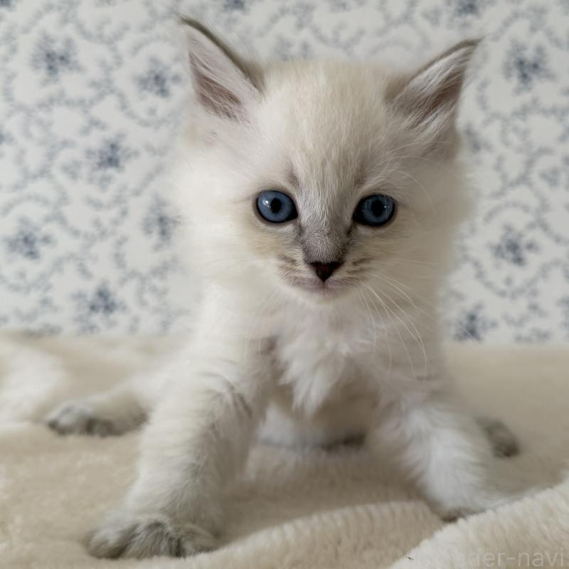 販売中の茨城県のサイベリアン-139536の6枚目