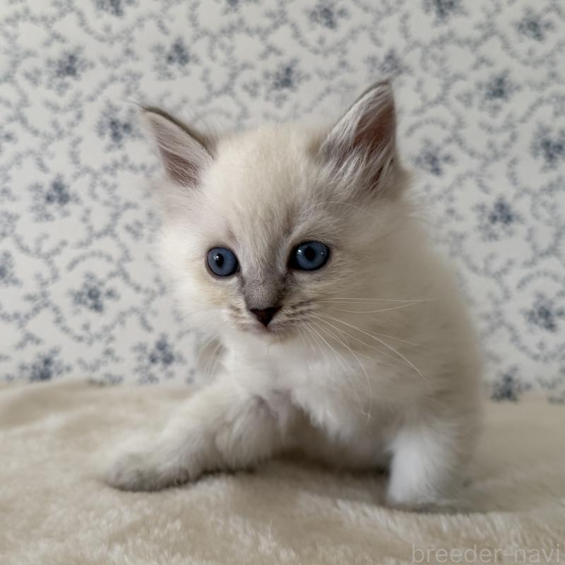 販売中の茨城県のサイベリアン-139536の5枚目