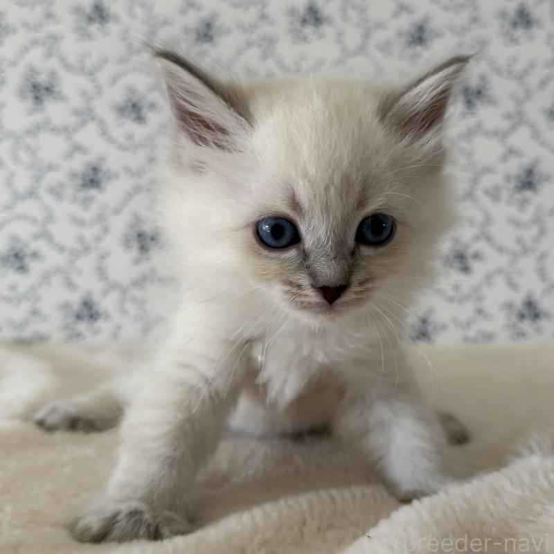 販売中の茨城県のサイベリアン-139536の4枚目